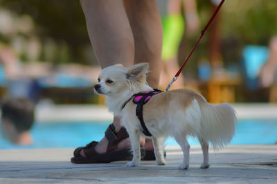 Close-up of hand holding dog