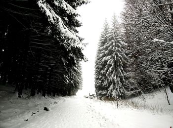 Road passing through snow covered landscape