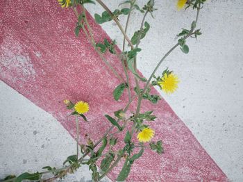 High angle view of pink flowering plant against wall