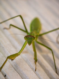 Close-up of insect on wood