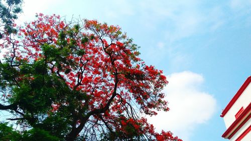 Low angle view of red flowering tree against sky