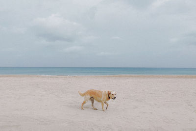 Dog on beach against sky