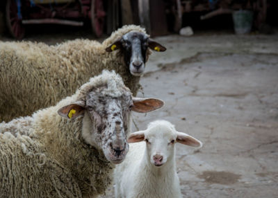 Portrait of a sheep