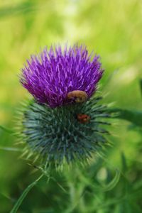 Close-up of honey bee on thistle