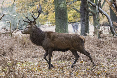 Side view of deer standing in forest