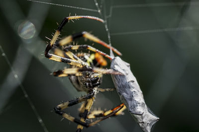 Close-up of spider on web