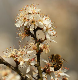 Close-up of white cherry blossom