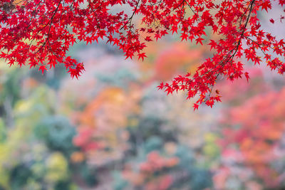 Low angle view of maple tree