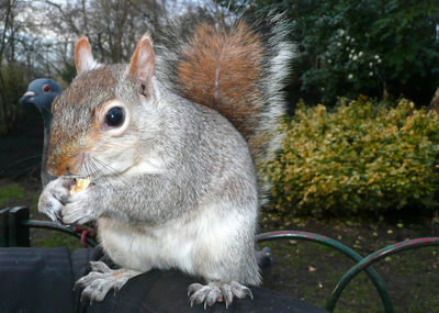 Close-up of squirrel eating food on person hand at st james park