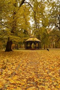 Trees in park during autumn