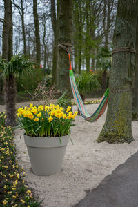 Yellow flowers in park