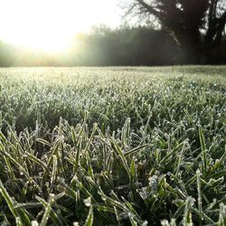 Scenic view of grassy field against sky