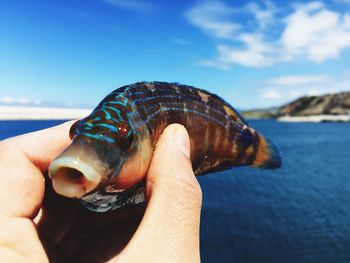 Close-up of hand holding fish against sea