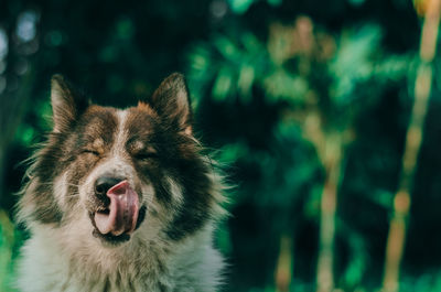 Close-up of dog sticking out tongue