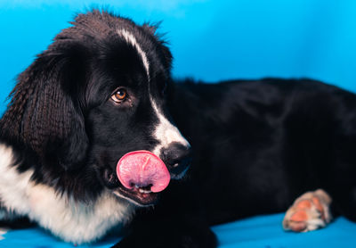 Close-up of dog looking away