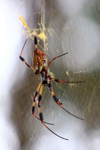 Close-up of spider on web