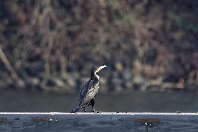Seagull perching on railing