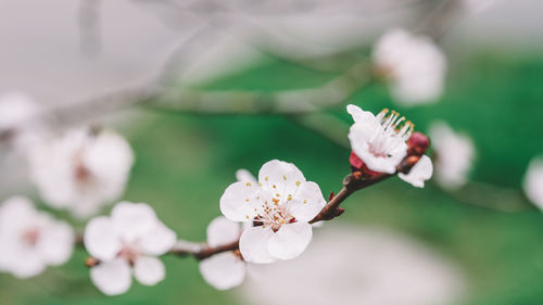 Close-up of white cherry blossoms