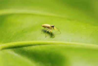 Close-up of insect on leaf