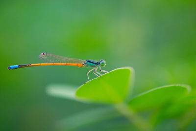 Close-up of insect on leaf