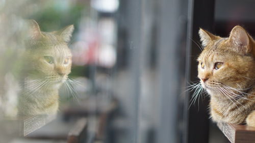 Close-up of a cat looking away