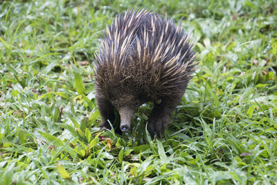 Close-up of an echidna on grass