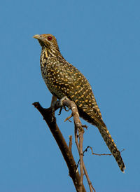 Low angle view of eagle perching on tree against clear blue sky