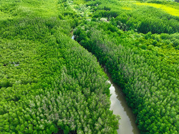 Lush green mangrove forest. carbon sequestration and blue carbon ecosystem services. critical 