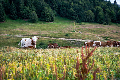 Cows in a field