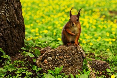 Close-up of squirrel eating