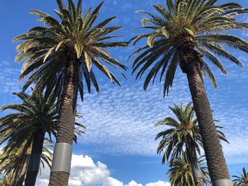 Low angle view of palm trees against sky