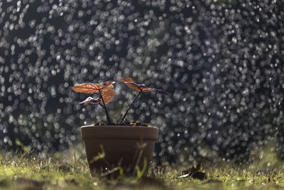 Bird flying in a field