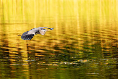 Bird flying over lake