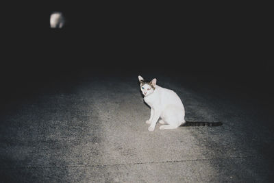 High angle view of white cat sitting on floor