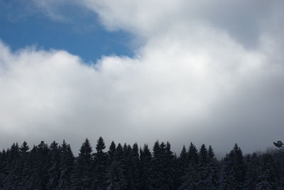 Low angle view of trees against sky