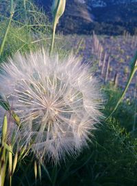 Close-up of dandelion flower