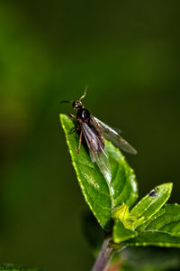 Close-up of insect on leaf