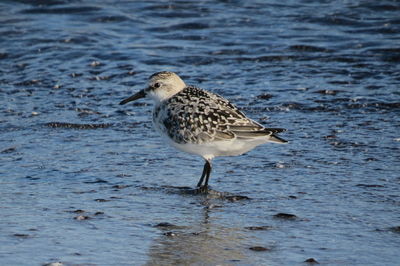 High angle view of bird on beach