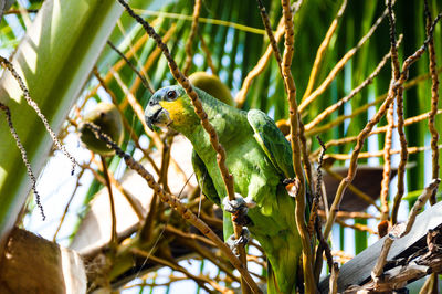 Low angle view of bird perching on tree