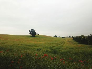 Tree growing on field against sky