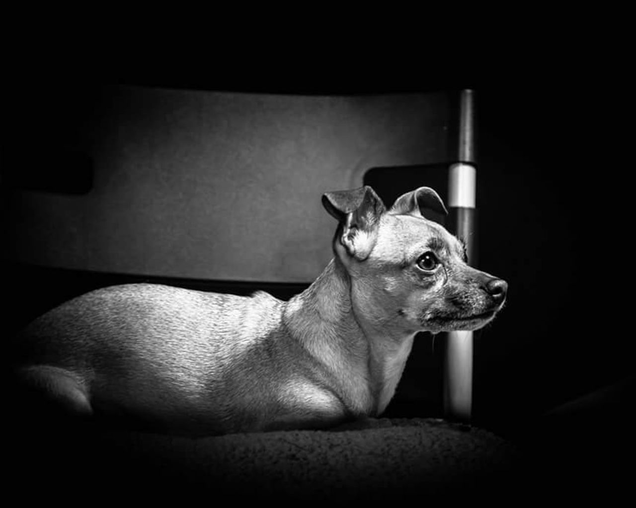 DOG SITTING ON SOFA