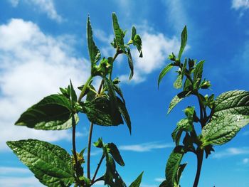 Low angle view of plant against sky