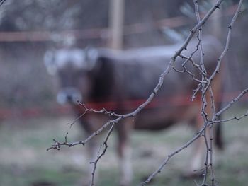 View of a dog on branch