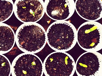 Close-up of potted plants in greenhouse