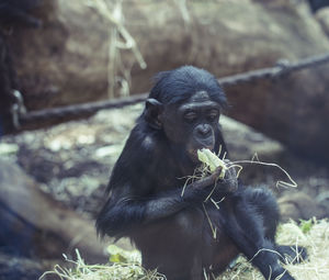 Monkey sitting in a zoo