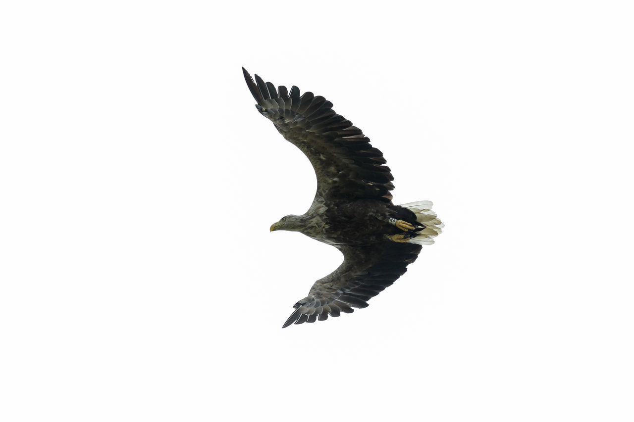 LOW ANGLE VIEW OF EAGLE FLYING IN SKY