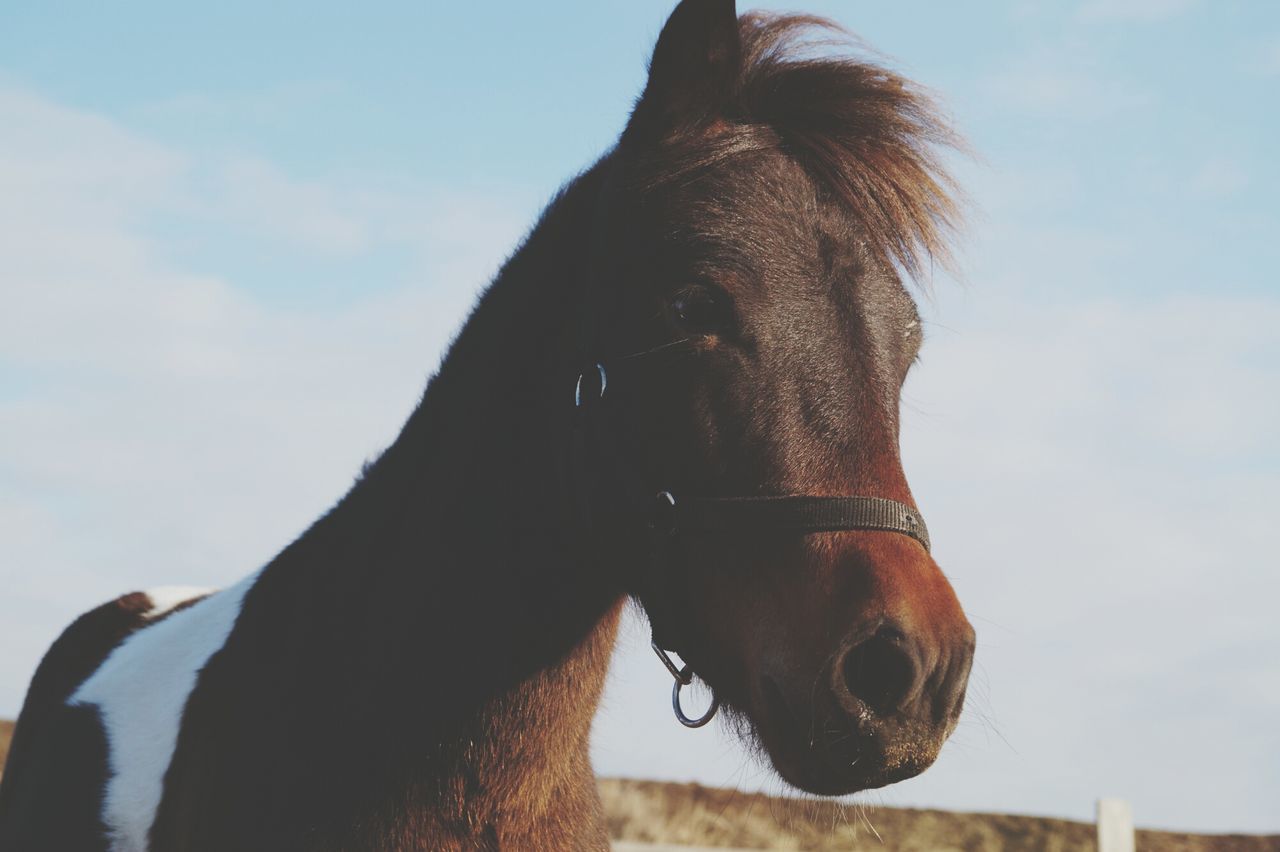 animal themes, one animal, domestic animals, horse, mammal, sky, animal head, animal body part, livestock, pets, part of, close-up, working animal, dog, focus on foreground, herbivorous, bridle, outdoors, day, side view