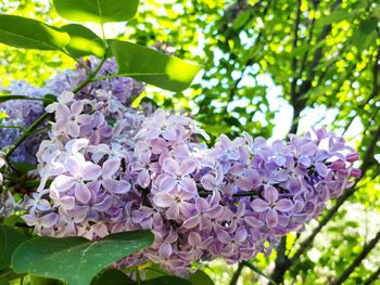 Close-up of purple flowering plant