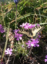 High angle view of butterfly on purple flowers