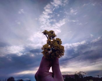 Low angle view of person holding plant against sky